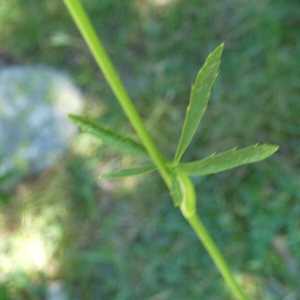 Astrantia minor Leaf