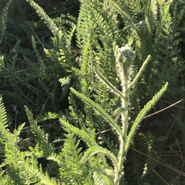 Achillea setacea Други