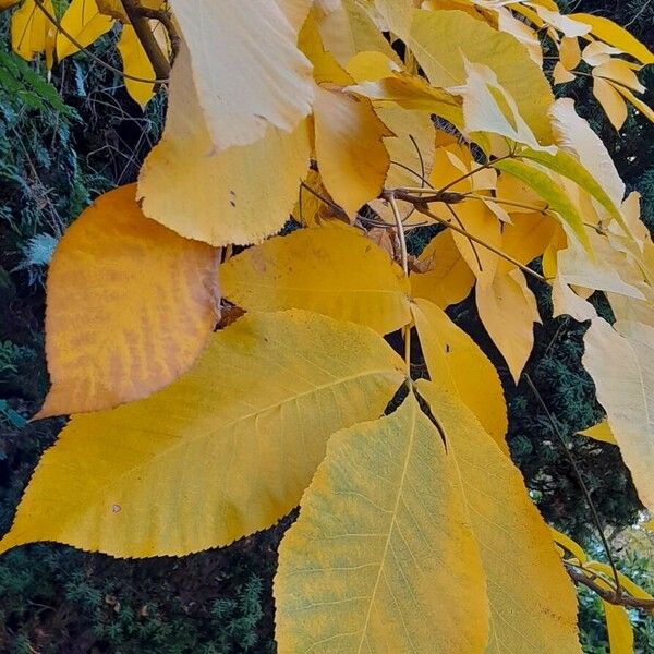 Carya ovata Leaf