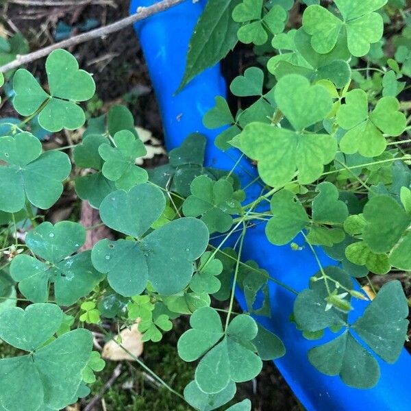 Oxalis dillenii Blad