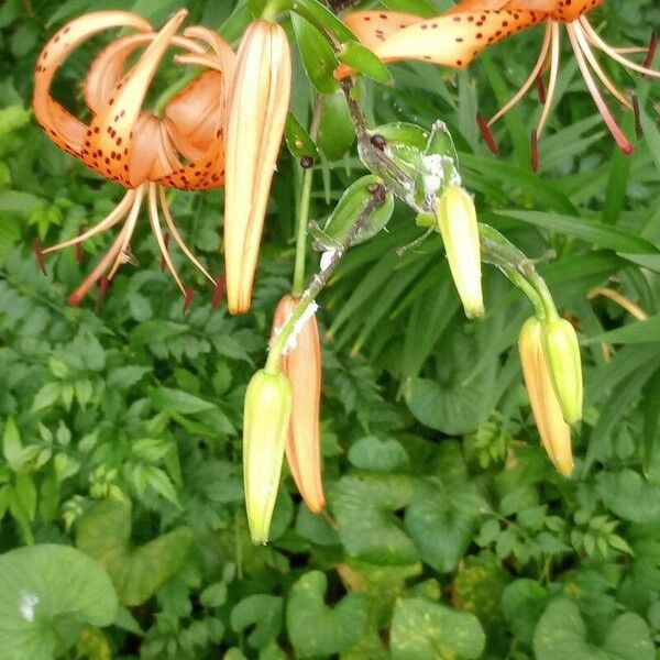 Lilium lancifolium Bloem