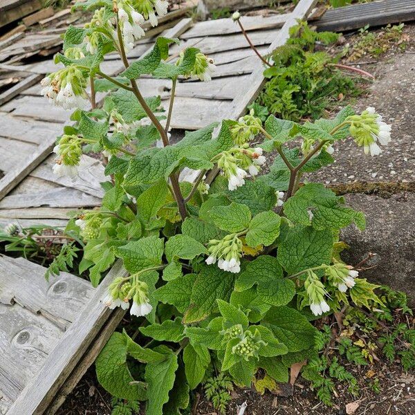 Symphytum orientale 整株植物