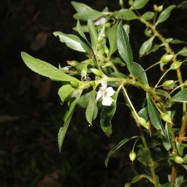 Sauvagesia erecta Flower