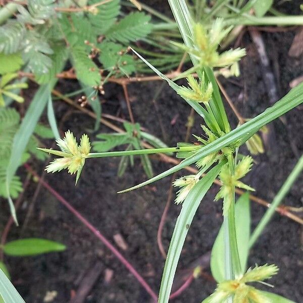 Cyperus compressus ഇല