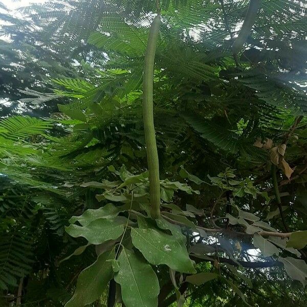 Cassia fistula Flower