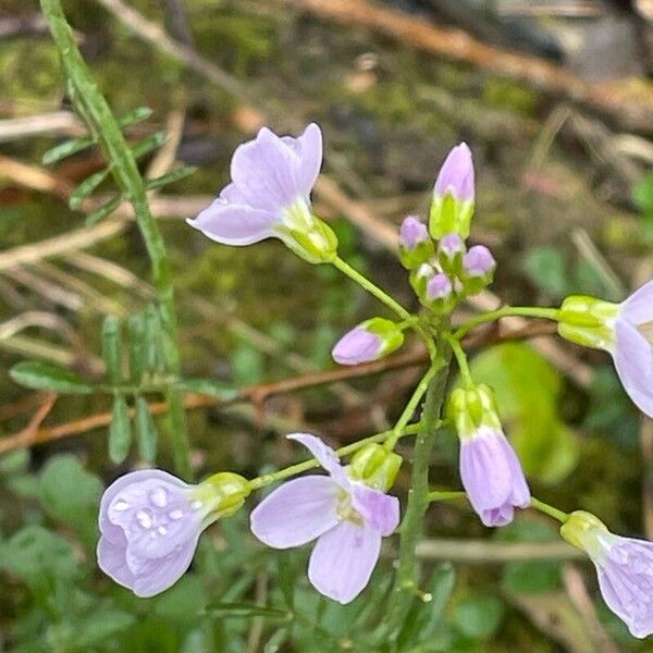 Cardamine pratensis Cvet