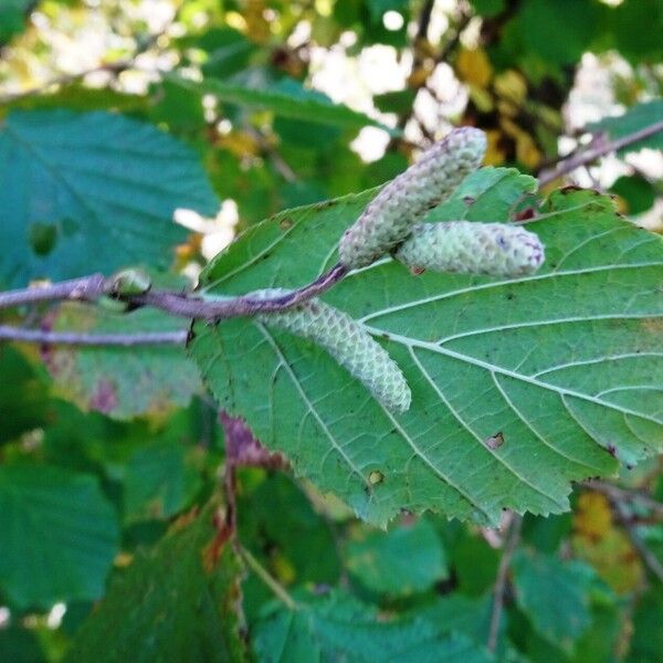 Corylus avellana Floro