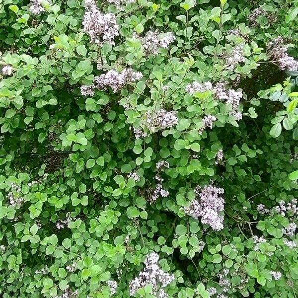 Syringa pubescens Costuma