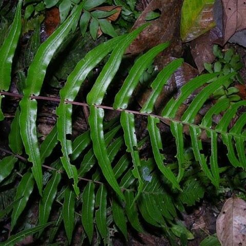 Blechnum occidentale Blad