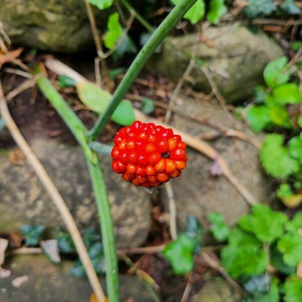 Arisaema triphyllum Frucht