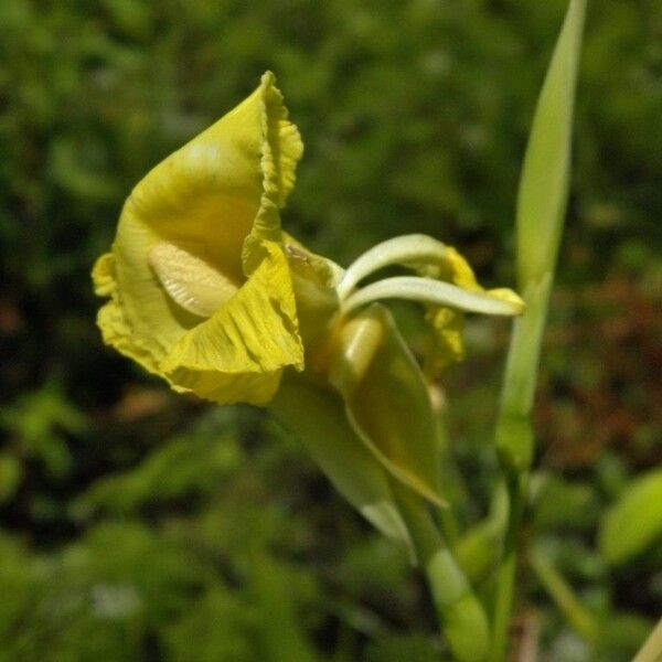 Canna flaccida 花