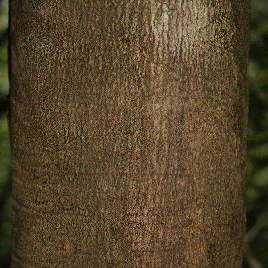 Couepia bracteosa Bark