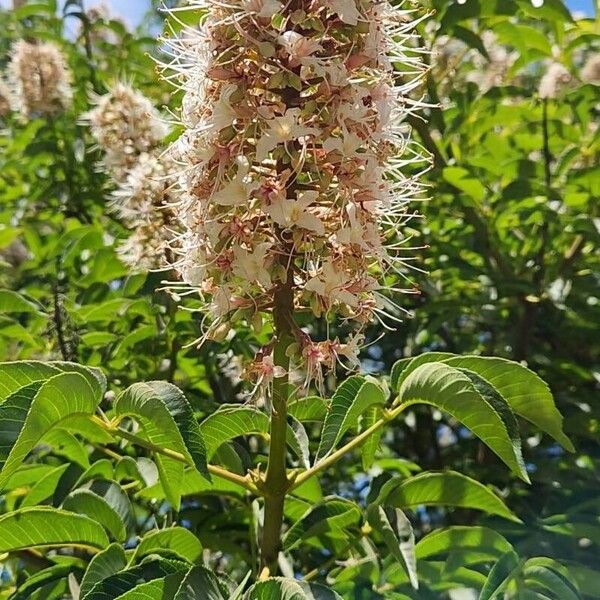 Aesculus californica Flower