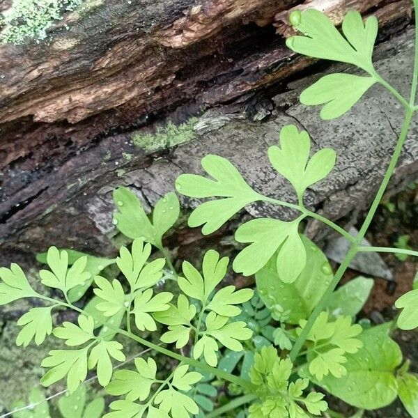 Fumaria bastardii Blad