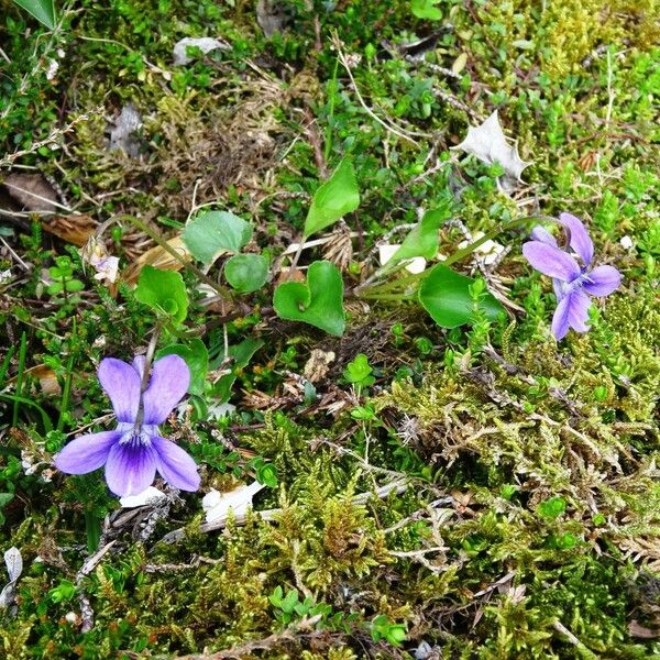 Viola pyrenaica Агульны выгляд