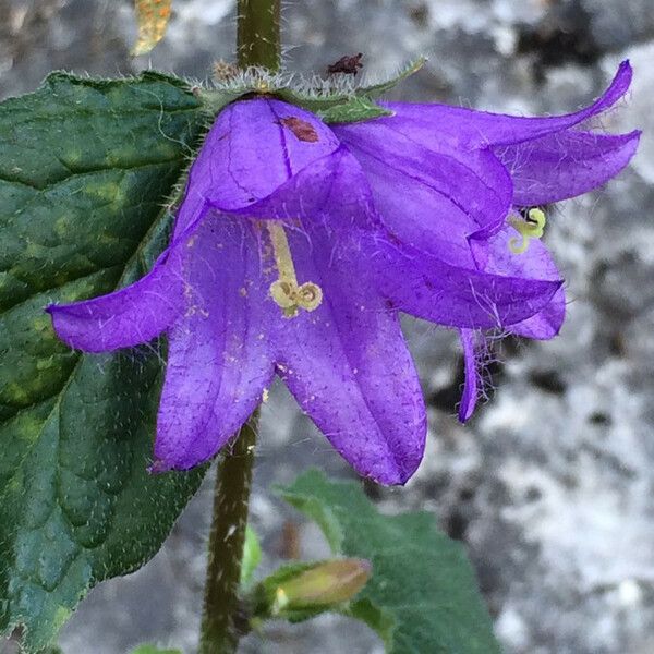 Campanula trachelium Цвят