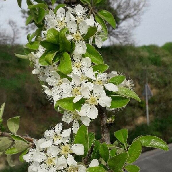 Prunus mahaleb പുഷ്പം