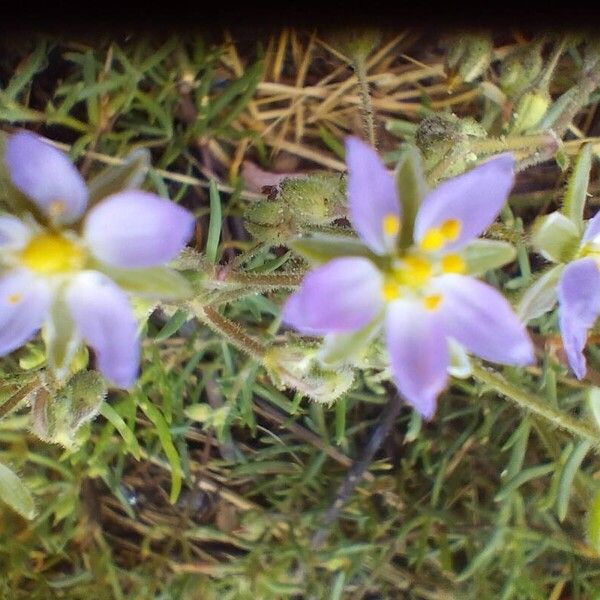 Spergularia marina Flower