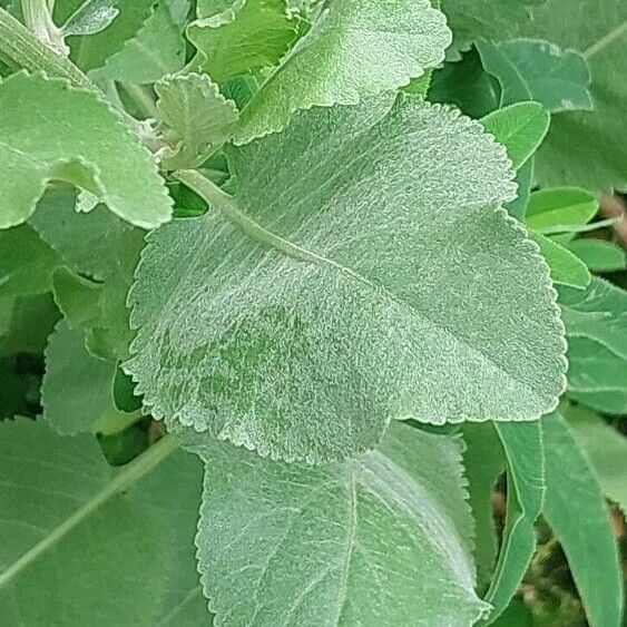 Tanacetum balsamita Leaf