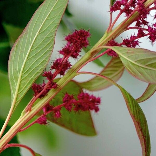 Amaranthus caudatus Kabuk