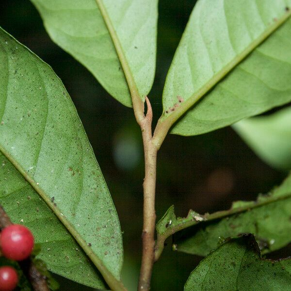 Ardisia guianensis Outro