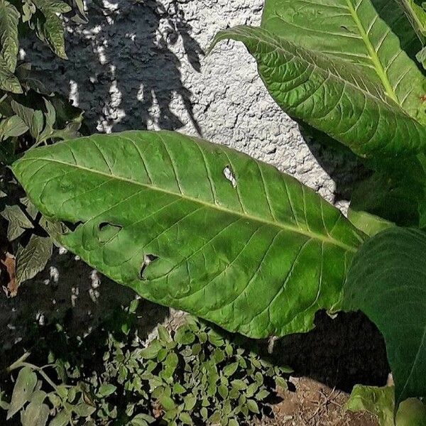 Nicotiana tabacum Leaf