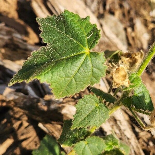 Hibiscus vitifolius Folio