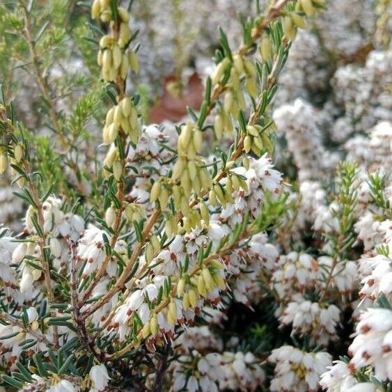 Erica arborea Lehti