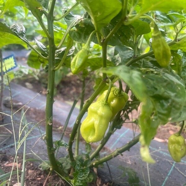 Capsicum chinense Lehti