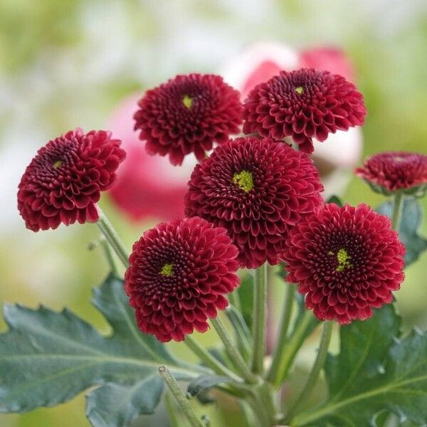 Callistephus chinensis Flower