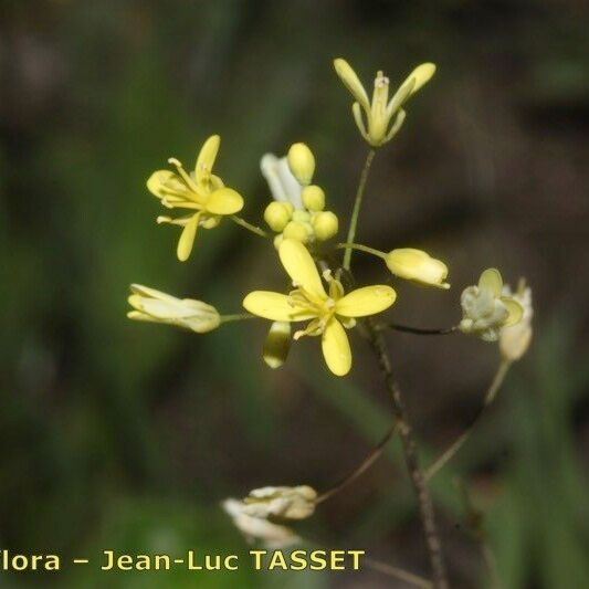 Biscutella baetica Flower