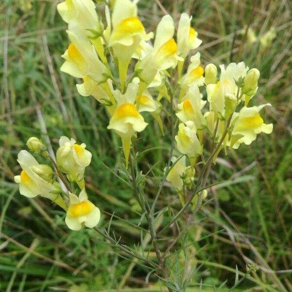 Linaria vulgaris Květ