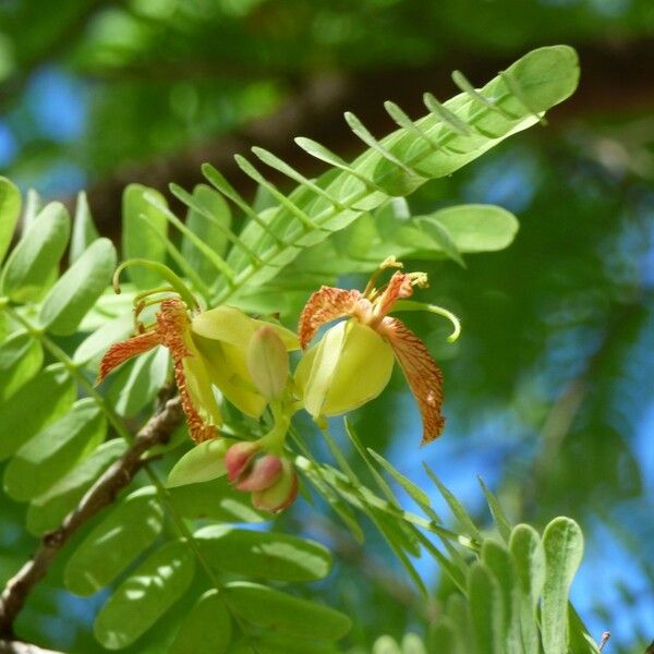 Tamarindus indica Virág