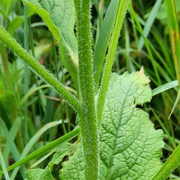 Symphytum orientale Кора