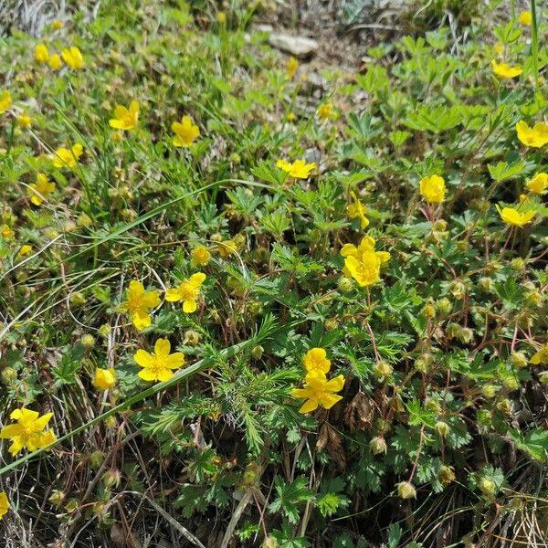 Potentilla heptaphylla ശീലം