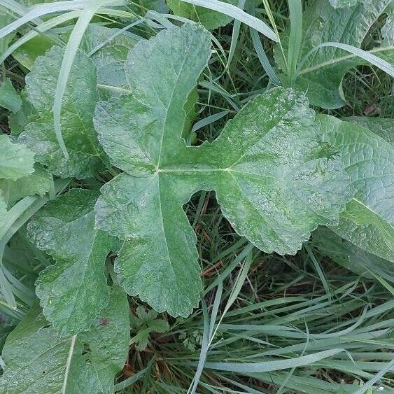 Heracleum sibiricum Folha