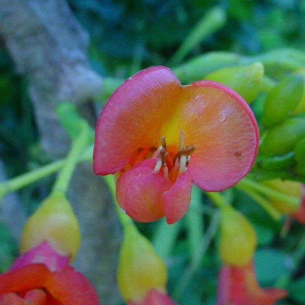 Castanospermum australe ফুল