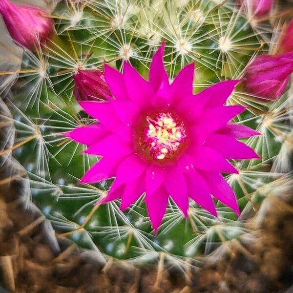 Mammillaria hahniana Flower