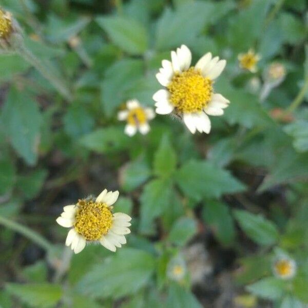 Tridax procumbens Cvet