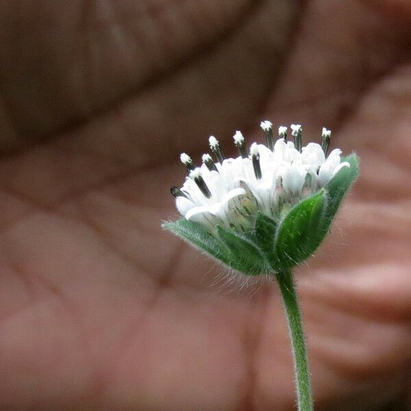 Lagascea mollis Flor