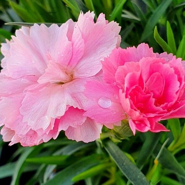 Dianthus caryophyllus Άλλα