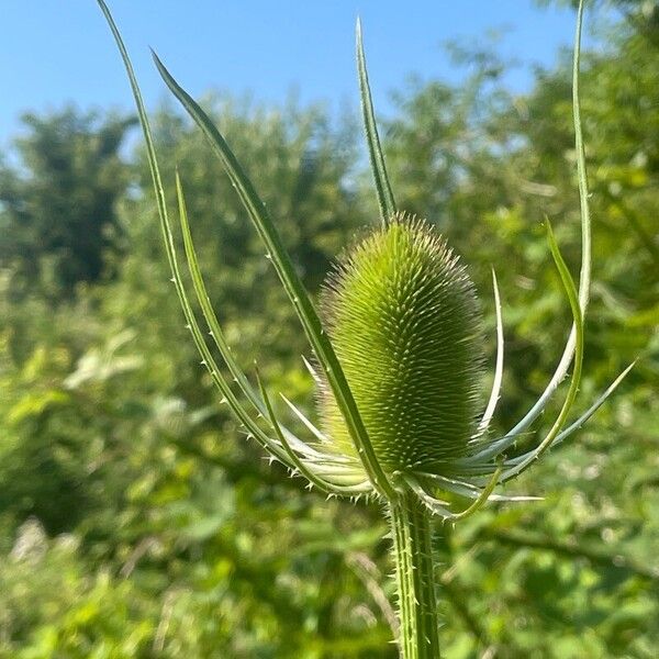 Dipsacus fullonum Fiore