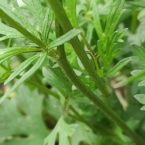 Ranunculus macrophyllus Escorça