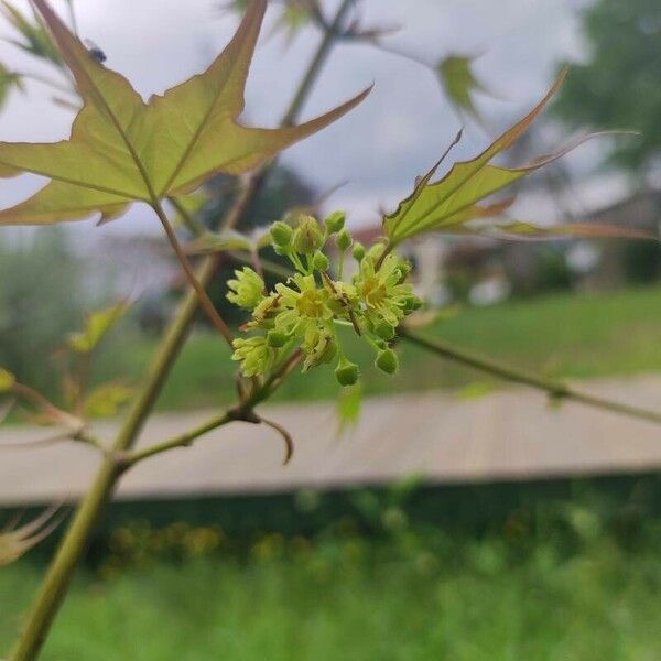 Acer cappadocicum Fiore