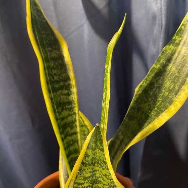 Sansevieria hyacinthoides পাতা