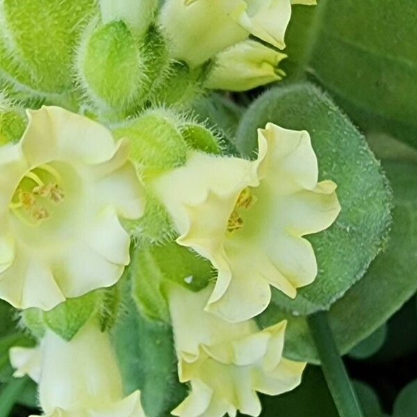 Nicotiana rustica Blomst