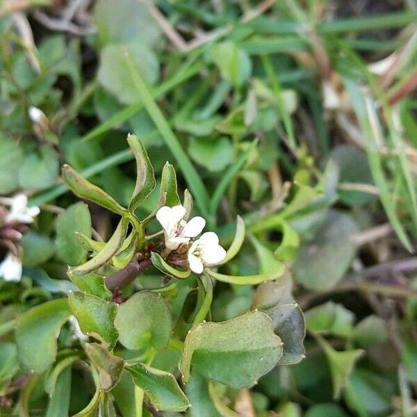 Cardamine parviflora Virág