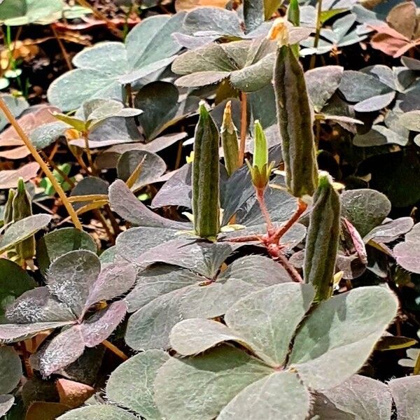 Oxalis stricta Muu