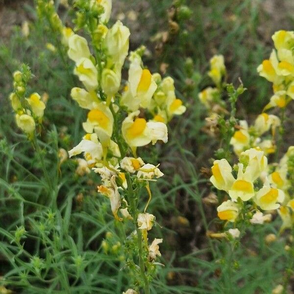 Linaria angustissima Floare