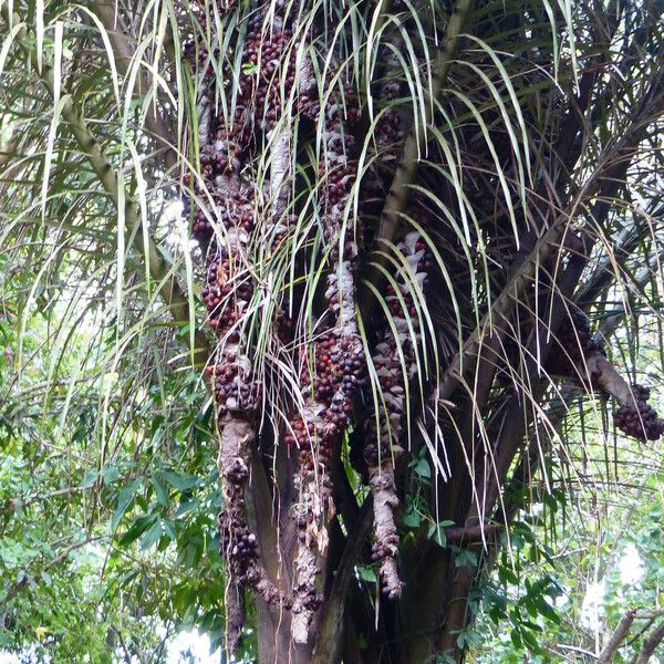 Raphia farinifera Fruit